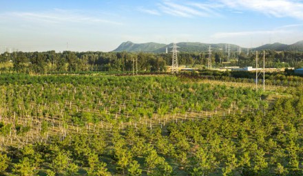 昌平區今年計劃新增造林1.6萬畝 35種節水植物優先“上崗”