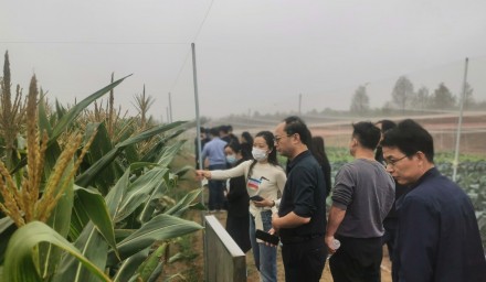 杭州種業集團召開全省鮮食玉米品種秋季現場觀摩會